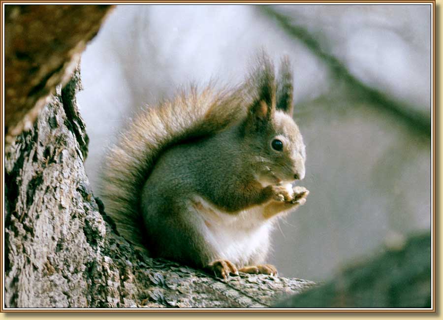 �����, Squirrel. ���� 900x650 (65kb)
