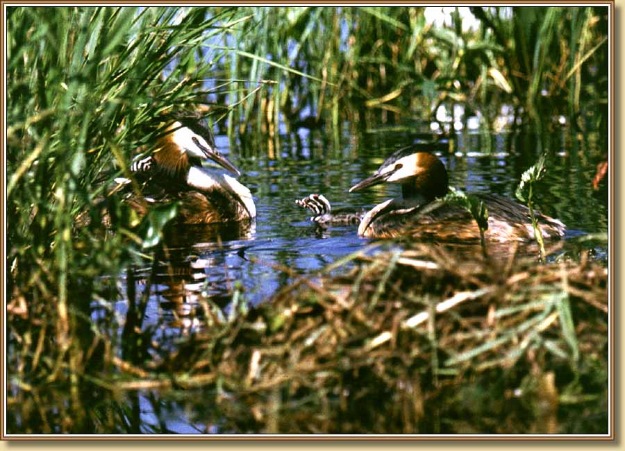 �����, Great Crested Grebes. ���� 900x650 (83kb)