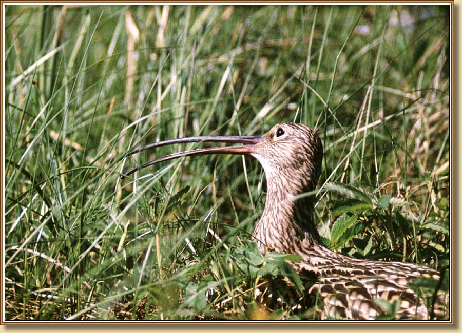 Большой кроншнеп, Curlew (Whaup) . Фото 900x650 (96kb)