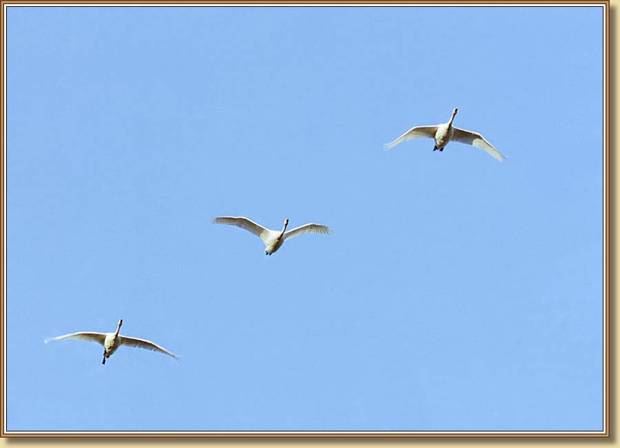 ������, Swans. ���� 900x650 (36kb)