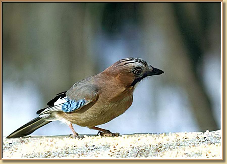 �����, Jay (Eurasian Jay). ���� 850x650 (67kb)