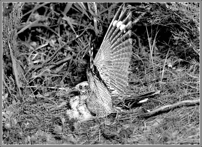 �������. ���� 688�500 (57kb)