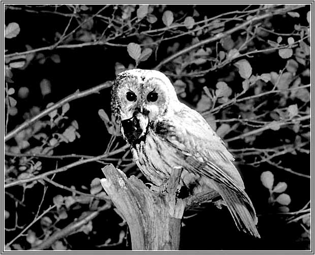 ����� �������. ���� 620�502 (51kb)