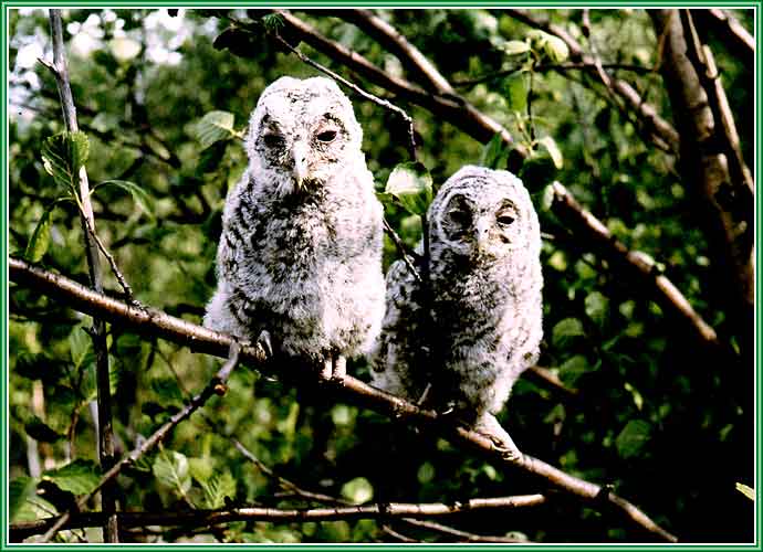 ������ ����� �������. ���� 690�500 (46kb)