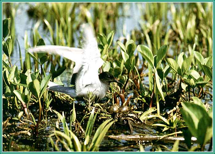 ������ ������. ���� 700�500 (51kb)