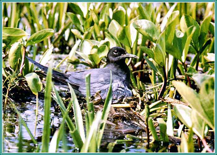 ������ ������. ���� 700�500 (52kb)