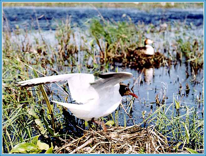 ������� �����. ���� 661�500 (58kb)