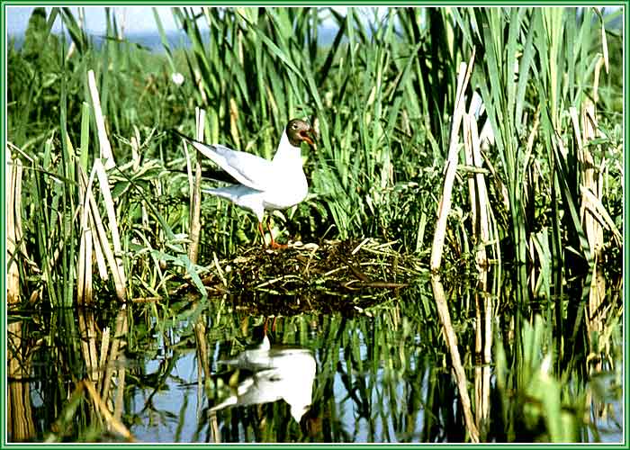 ������� �����. ���� 700�500 (68kb)