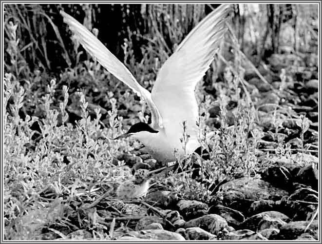 ������ ������. ���� 661�500 (48kb)