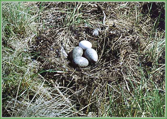 ������ ����������� �����. ���� 700�500 (89kb)