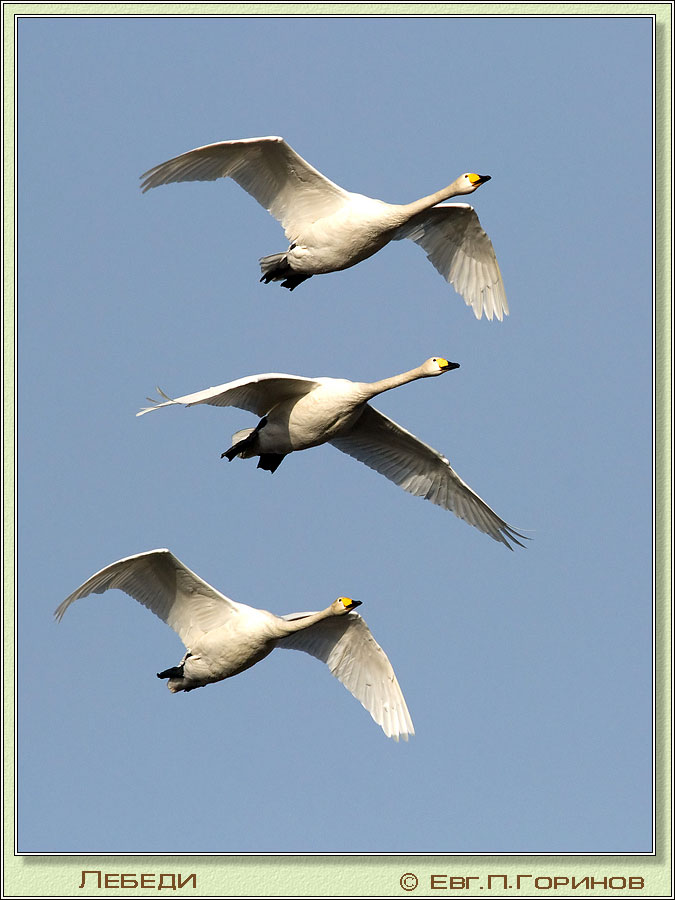 , Whooper Swan, Cygnus cygnus Linnaeus.  675900 (81kb)