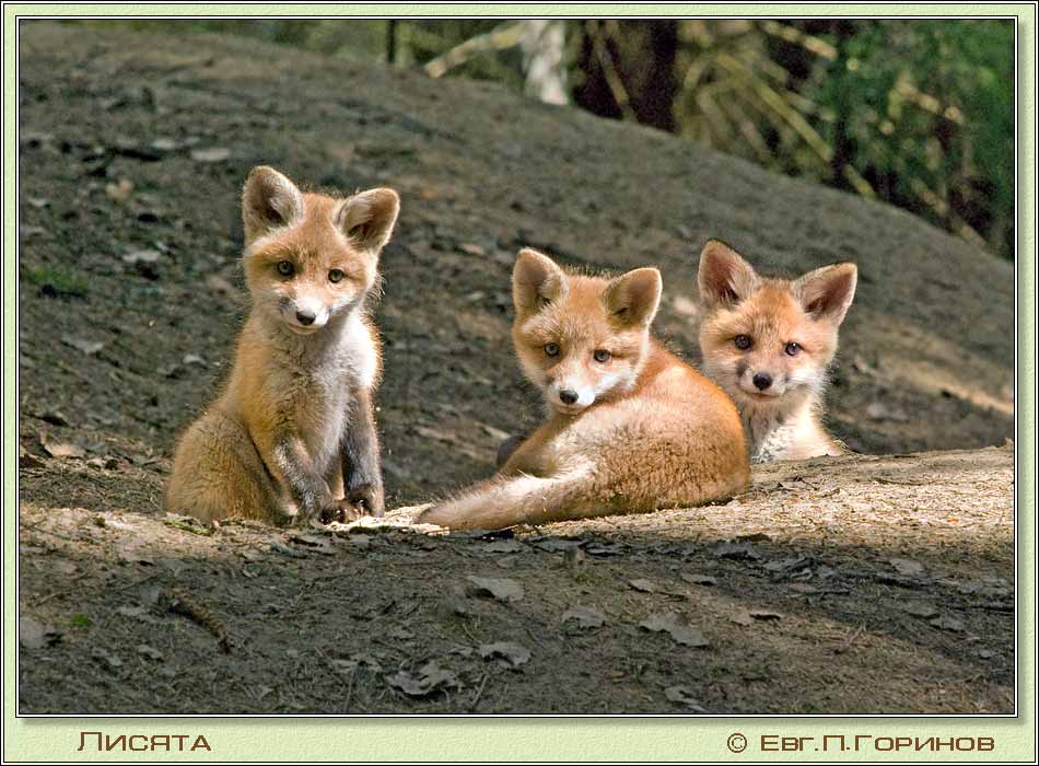 , Fox, Fox-cubs, Vulpes vulpes.  950700 (90kb)
