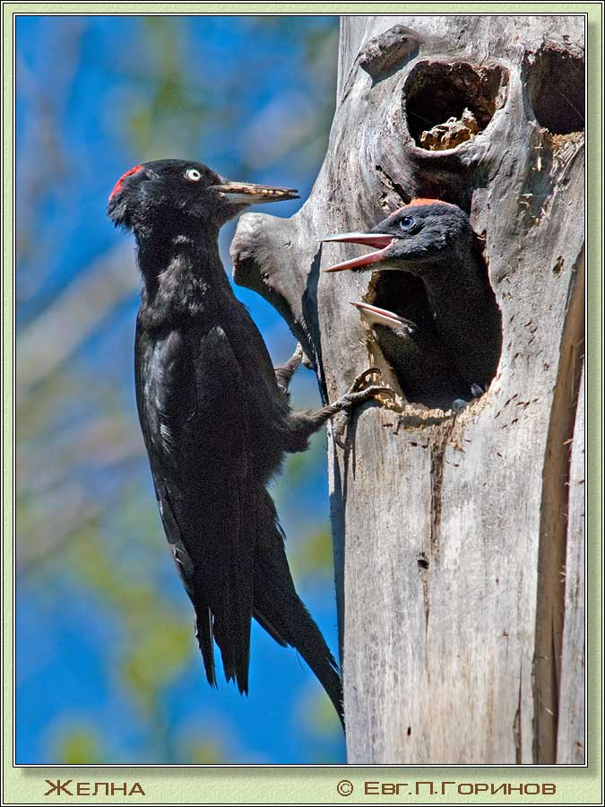 , Black Woodpecker, Dryocopus martius Linnaeus.  675900 (91kb)