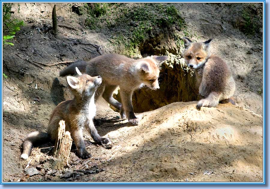 ������, Young foxes. ���� 900x630
