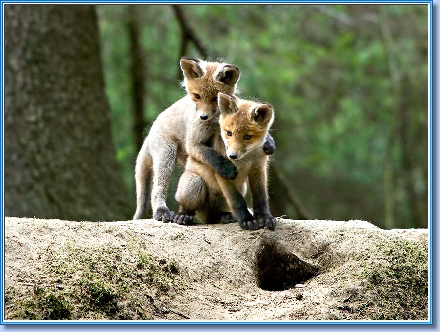 ������, Young foxes. ���� 900x630