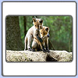 ������. ���� 900x680. ��������?