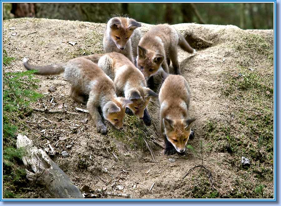 ������, Young foxes. ���� 900x660