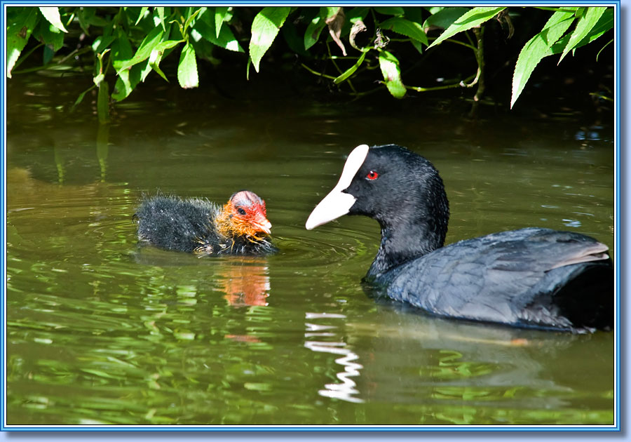 ������ � �������, Coot with a nestling. ���� 900x680