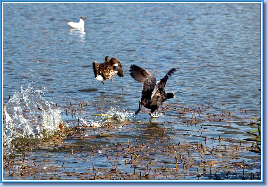 ������, Coot. ���� 900x630