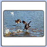 ������ � ��.. ���� 900x630. ��������?