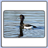 �������� �������. ���� 900x630. ��������?