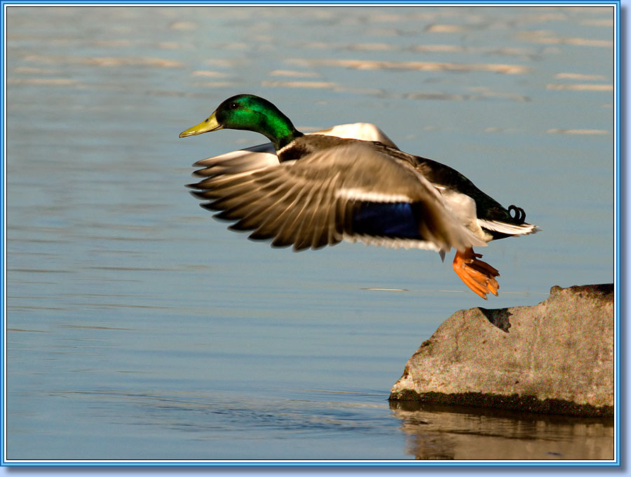 ������ (��������), Mallard (drake) . ���� 900x680