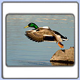 ������. ���� 900x680. ��������?