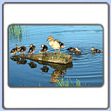 ������. ���� 900x630. ��������?