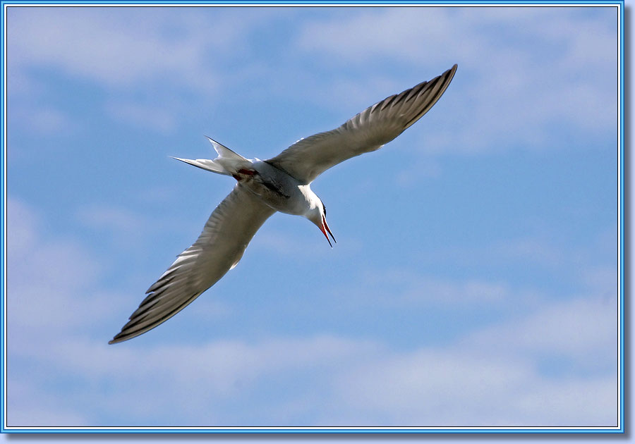 ������ ������, Common Tern. ���� 900x630