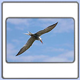 ������ ������. ���� 900x630. ��������?