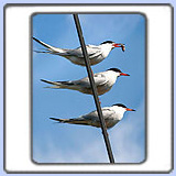 ������ ������. ���� 650x850. ��������?