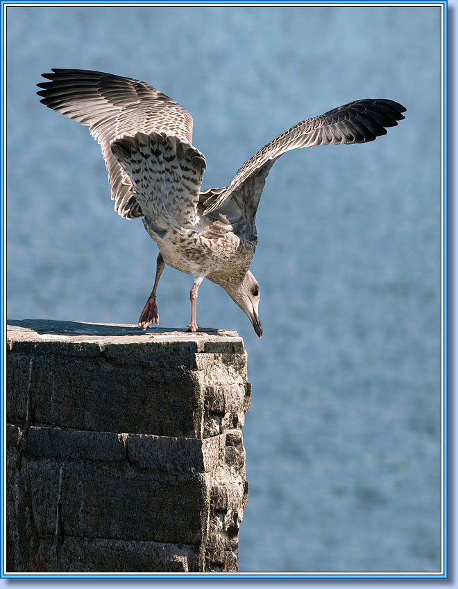 Серебристая чайка (птенец), Herring Gull (nestling). Фото 660x850