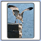 ����������� ����� (������). ���� 660x850. ��������?