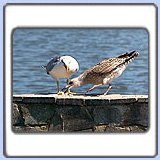 ����������� �����. ���� 900x680. ��������?