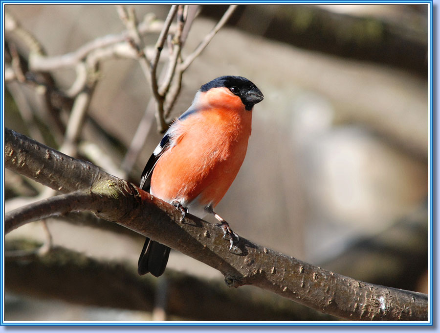 Снегирь, Bullfinch. Фото 900x680