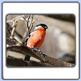 �������. ���� 900x680. ��������?