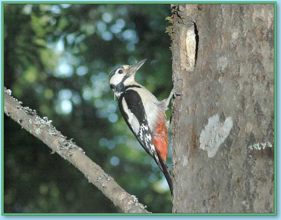 ������� ������. ���� 920�720 (70kb)