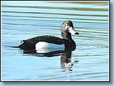  , Tufted Duck, Aythya fuligula Linnaeus.  916x676 (59kb) ?