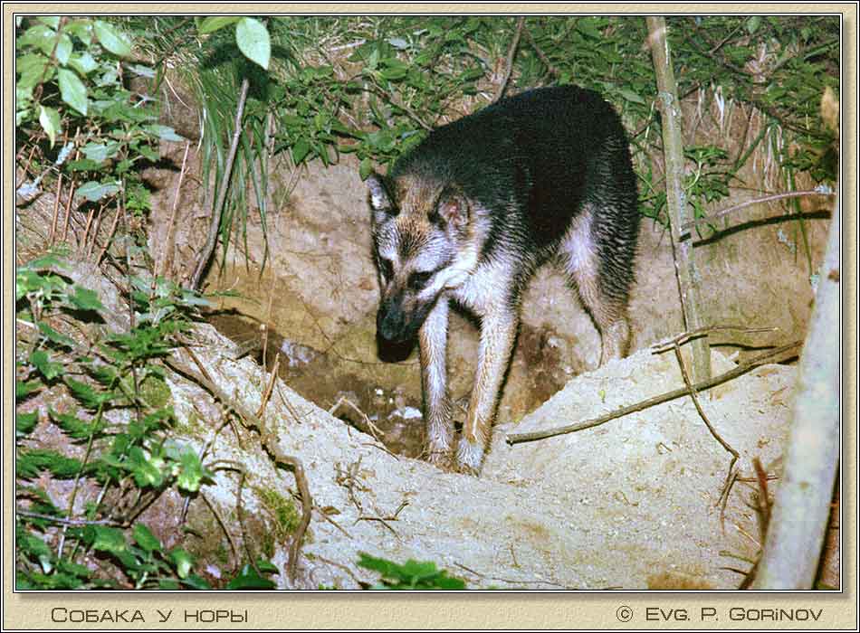   , Dog near a burrow.  950700 (87kb)