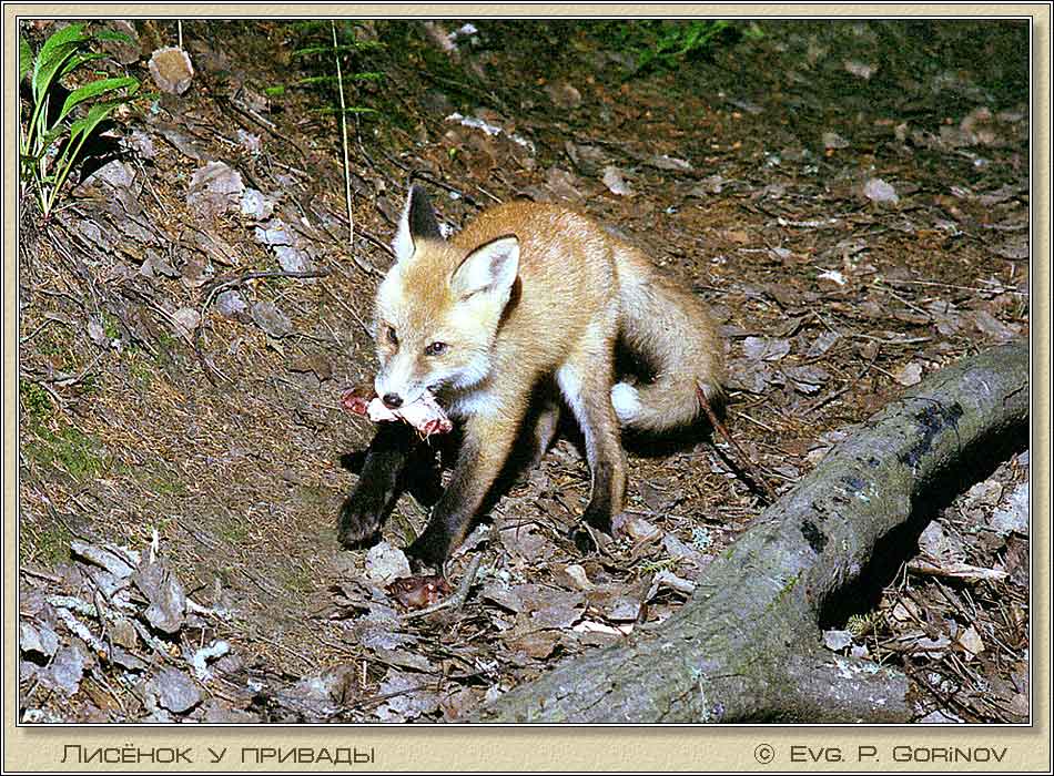 , Young fox with a bait, Vulpes vulpes.  950700 (131kb)