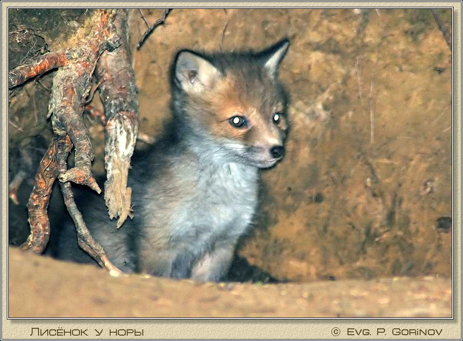 , Young fox, Fox-cub, Vulpes vulpes.  950700 (88kb)