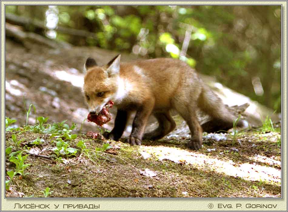, Young foxe, Fox-cub, Vulpes vulpes.  950700 (70kb)