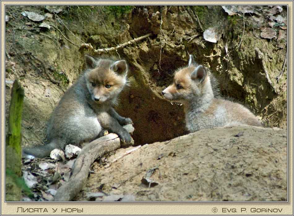 , Young foxes, Fox-cubs, Vulpes vulpes.  950700 (72kb)