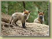 ������ � ����. ���� 950x700 (63kb) ��������?