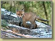 ������� � ����. ���� 950x700 (62kb) ��������?