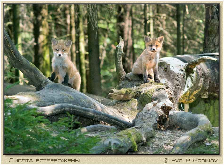 , Young foxes, Fox-cubs, Vulpes vulpes.  950700 (69kb)