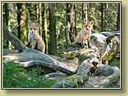 ������ �����������. ���� 950x700 (69kb) ��������?