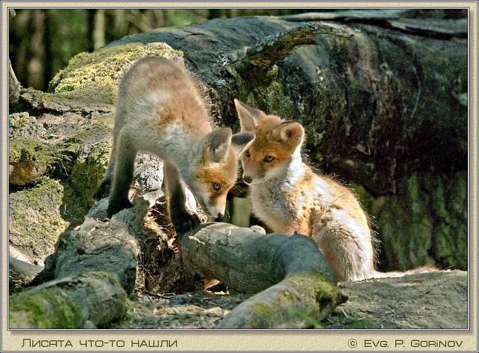 , Young foxes, Fox-cubs, Vulpes vulpes.  950700 (78kb)