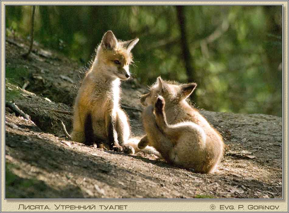 , Young foxes, Fox-cubs, Vulpes vulpes.  950700 (63kb)