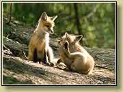 ������. ���� 950x700 (63kb) ��������?